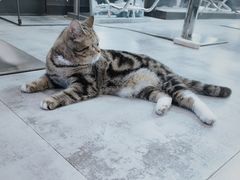-诺比宠物医院心脏内科·泌尿肾内外科·骨科急重症