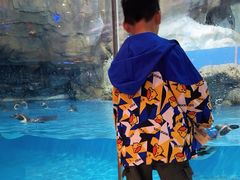 -帝企鹅自助餐厅•儿童岛•真企鹅(长隆企鹅酒店)