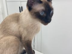 -喵园·猫主题咖啡厅·撸猫·猫咖(国贸店)