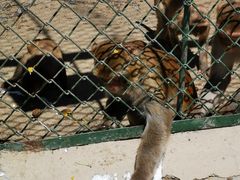 -新疆天山野生动物园