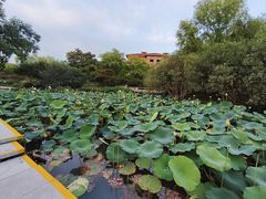 -青枫公园
