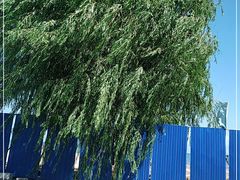 -东戴河风景区-止锚湾