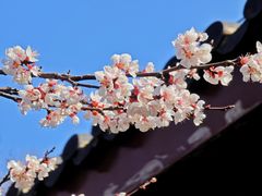 -青岛国学公园