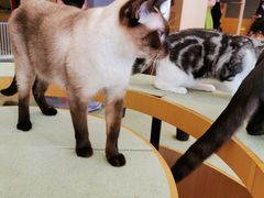 -CAT’S MEWSTAR CAFE·喵星球猫屋(晴湾咖啡店)