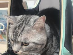 -北京观赏动物医院·24小时大型综合·猫专科·异宠专科