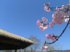 -天适樱花悠乐园