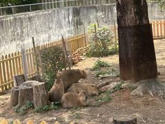 -合肥野生动物园