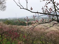 -香雪海