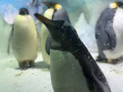 -海合安成都极地海洋公园