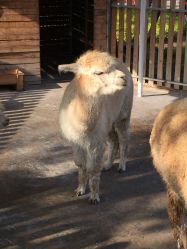 -萌宠亲子动物乐园(槐房万达店)