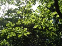 -花溪公园