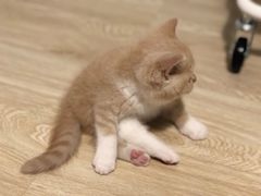 -东方名猫馆·英短金渐层布偶猫舍(环线广场1号楼店)