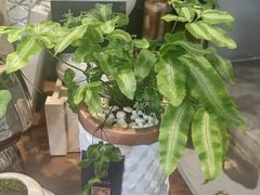 -弗劳尔花艺坊(龙涛店)