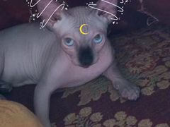 -喵zoo家庭繁育猫舍(尖东智能花园店)