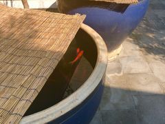 -北京古城老院厉晓麟精致菜