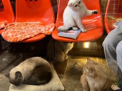 -猫咪博物馆(顶澳仔猫街店)