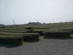 -雪绿茶博物馆