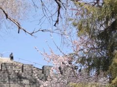 -桃花堤公园