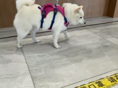 -北京派仕佳德动物医院·超导核磁·CT·神经科·骨科·内外科·急重症管理中心