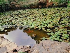 -上海醉白池公园