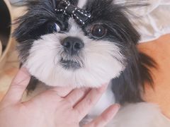 -佳雯宠物医院·皮肤科·内外科(春晓路分院)