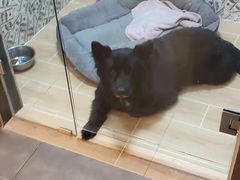 -宠物之家Pets Home 宠物寄养酒店