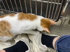 -安安宠医安欣宠物医院