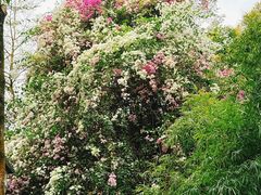 -深圳国际园林花卉博览园