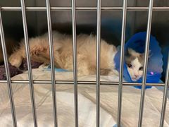 -伟伟宠物医院·CT影像中心·瑞派犬猫综合性门诊(汉口总院)
