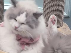 -安格丽娜·狗咖·猫咖羊驼咖(春熙路百盛商场店)
