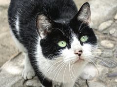 -上海佘山国家森林公园天马山园