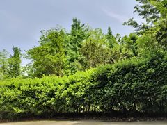 -桤木河湿地公园