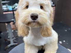 -宠宠熊宠物美容(星湖街店)