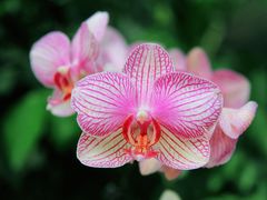 -北京植物园-展览温室