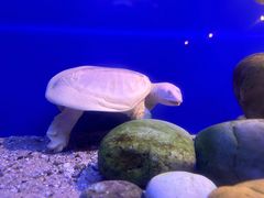 -上海海洋水族馆