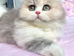 -momokira米努特·德文卷毛猫·棉花面纱犬