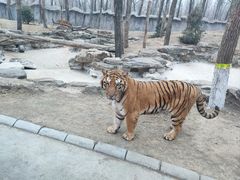 -北京野生动物园