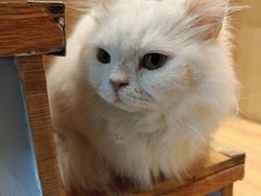 -MOCHA明星猫咖(田子坊店)