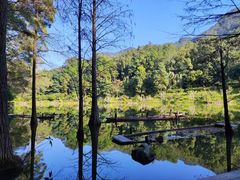 -深圳仙湖植物园