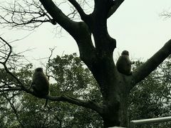 -狮子山郊野公园