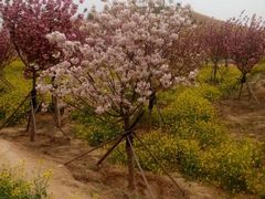 -古柏渡飞黄旅游区