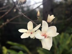 -广州市流溪河国家森林公园
