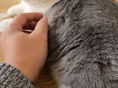 -猫在这儿猫咪咖啡馆·撸猫馆