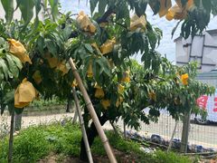 -老袁家蜜桃农场·阳山水蜜桃