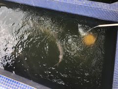 -鸿渡渔庄·特色鸭咀鱼