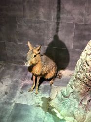 -未来动物城主题公园(正弘城店)