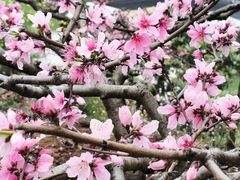-桃源山庄·水蜜桃采摘·柴火鸡·烧烤团建(龙泉山店)