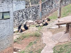 -都江堰中华大熊猫苑