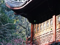 -十八棵（老龙井）御茶园(老龙井店)