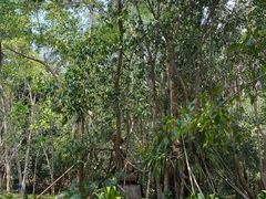 -中国科学院西双版纳热带植物园